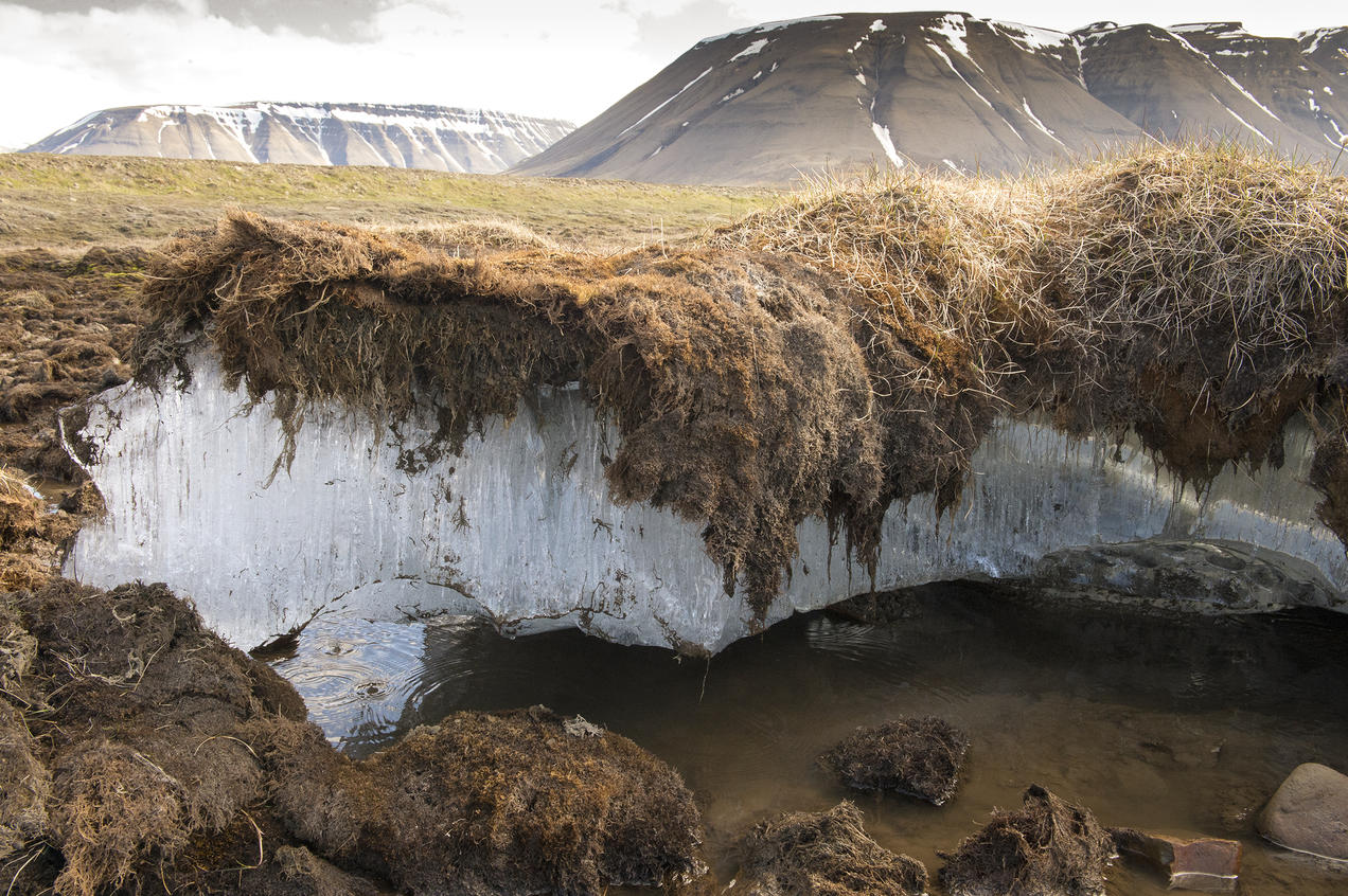 The Permafrost Pandemic