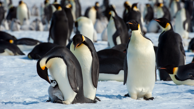Goodbye Happy Feet? Emperor Penguins at Risk of Extinction