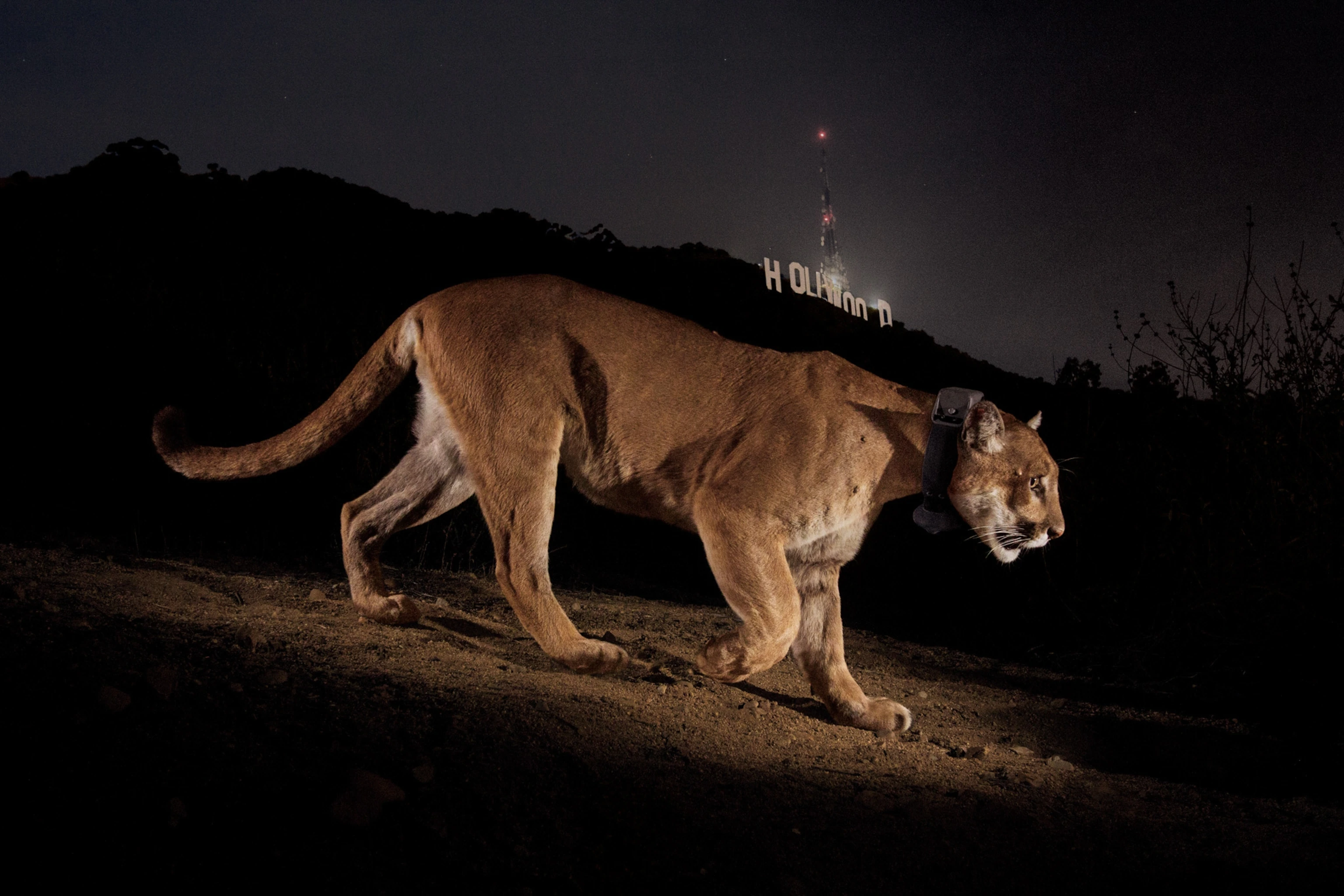 The Mountain Lion of Legend: P-22