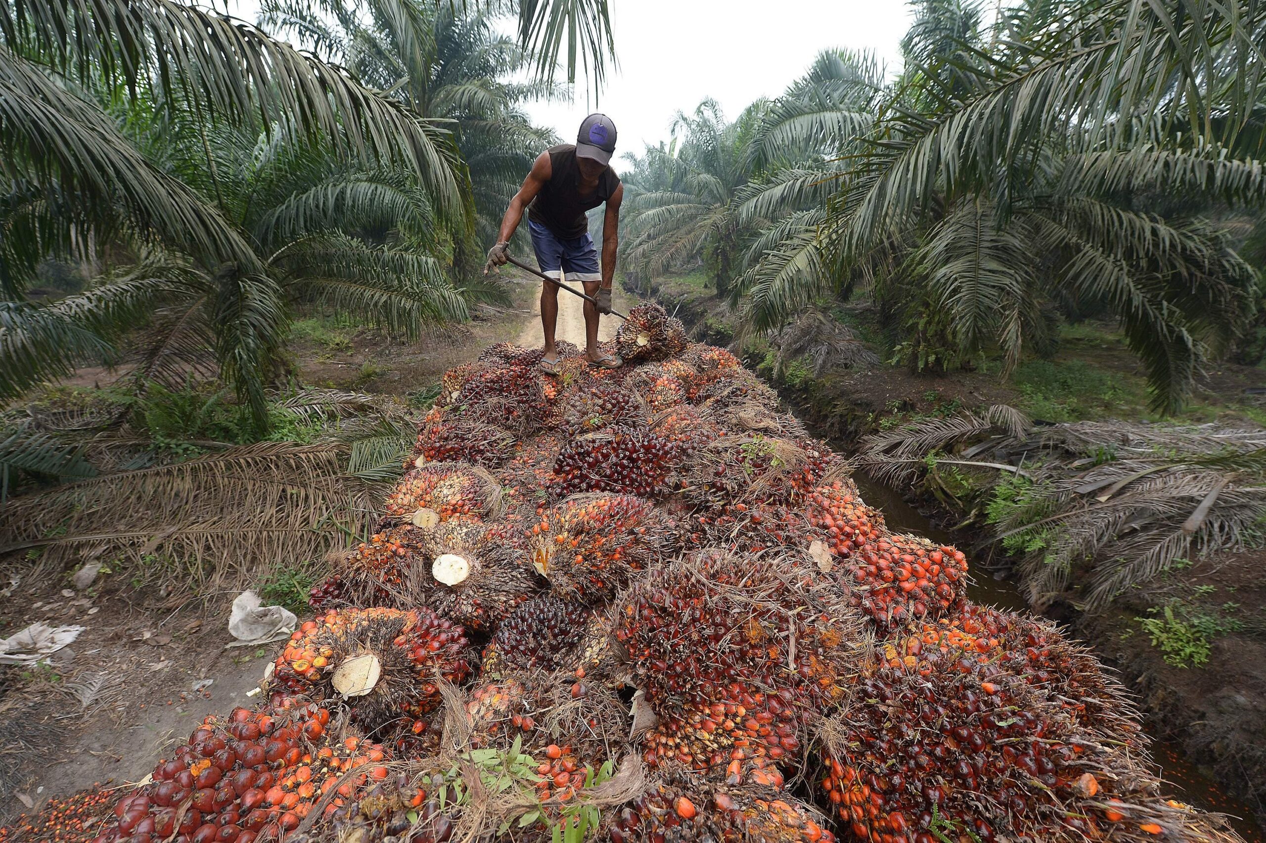 Indonesia Looks for New Markets for Oil and Palm Oil