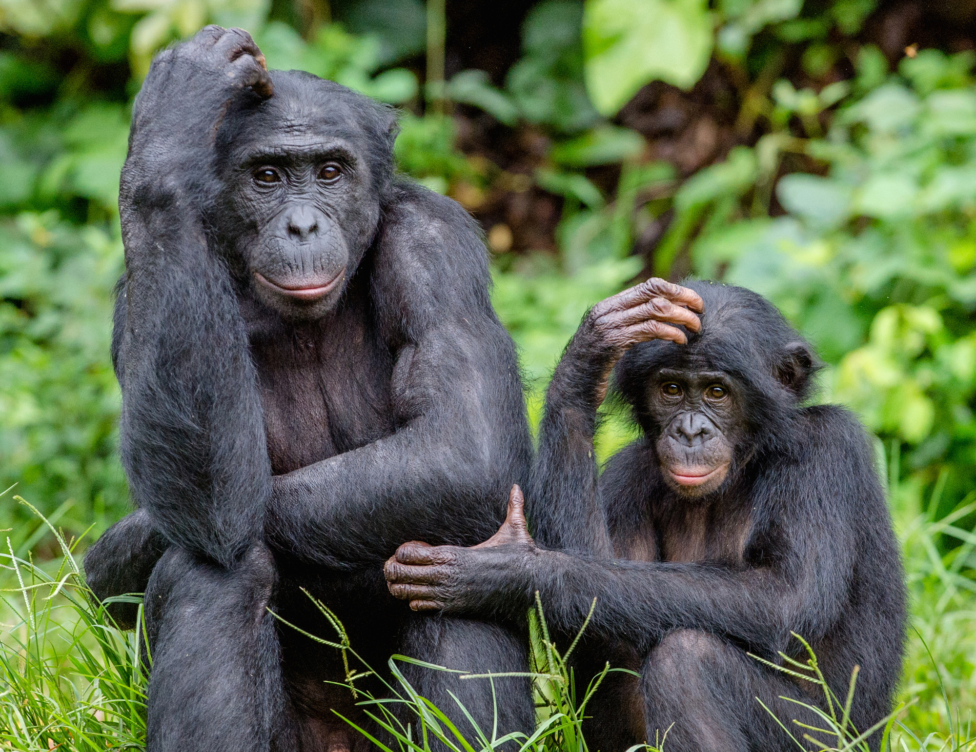 Humans Can Understand Apes’ Sign Language