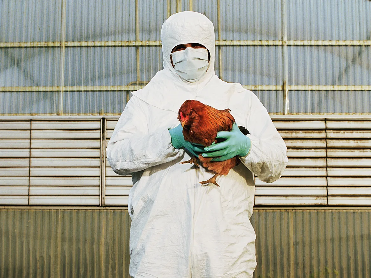 Rare Case of Bird Flu in Cambodia