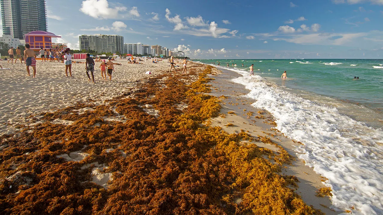 Beware: Giant Blob of Seaweed?