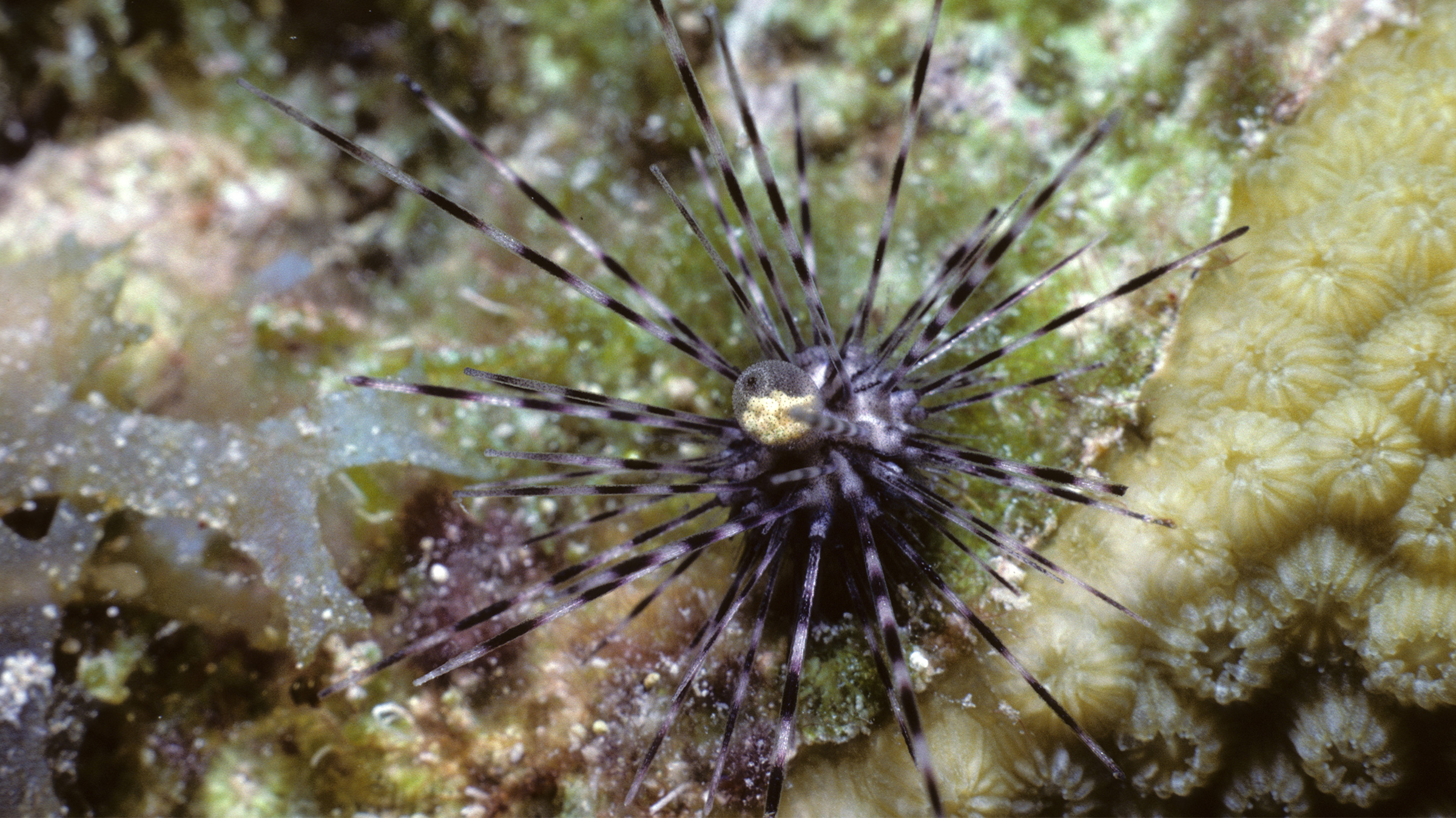 Why Are Sea Urchins Dying in the Caribbean?