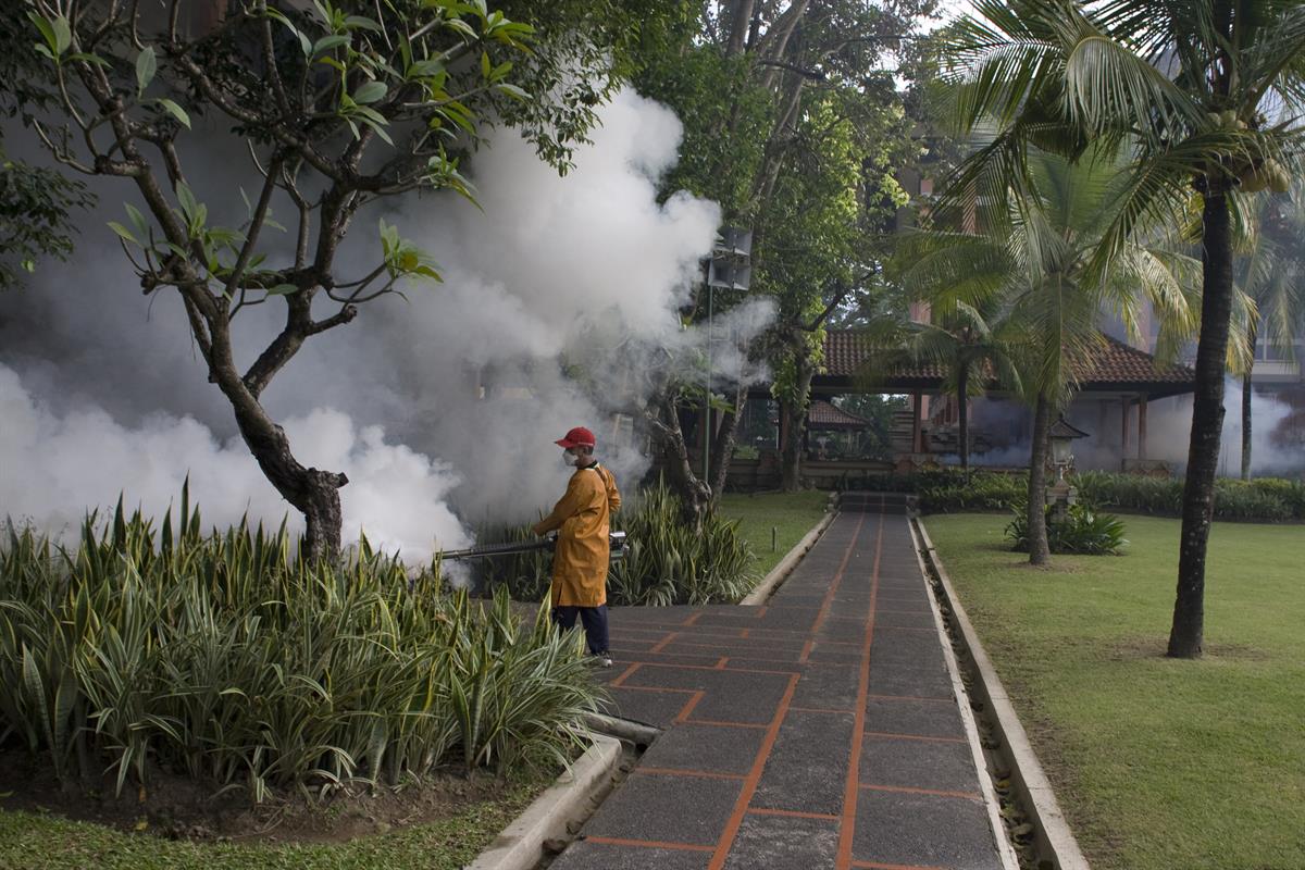 Decline in Dengue Fever Cases in Bali