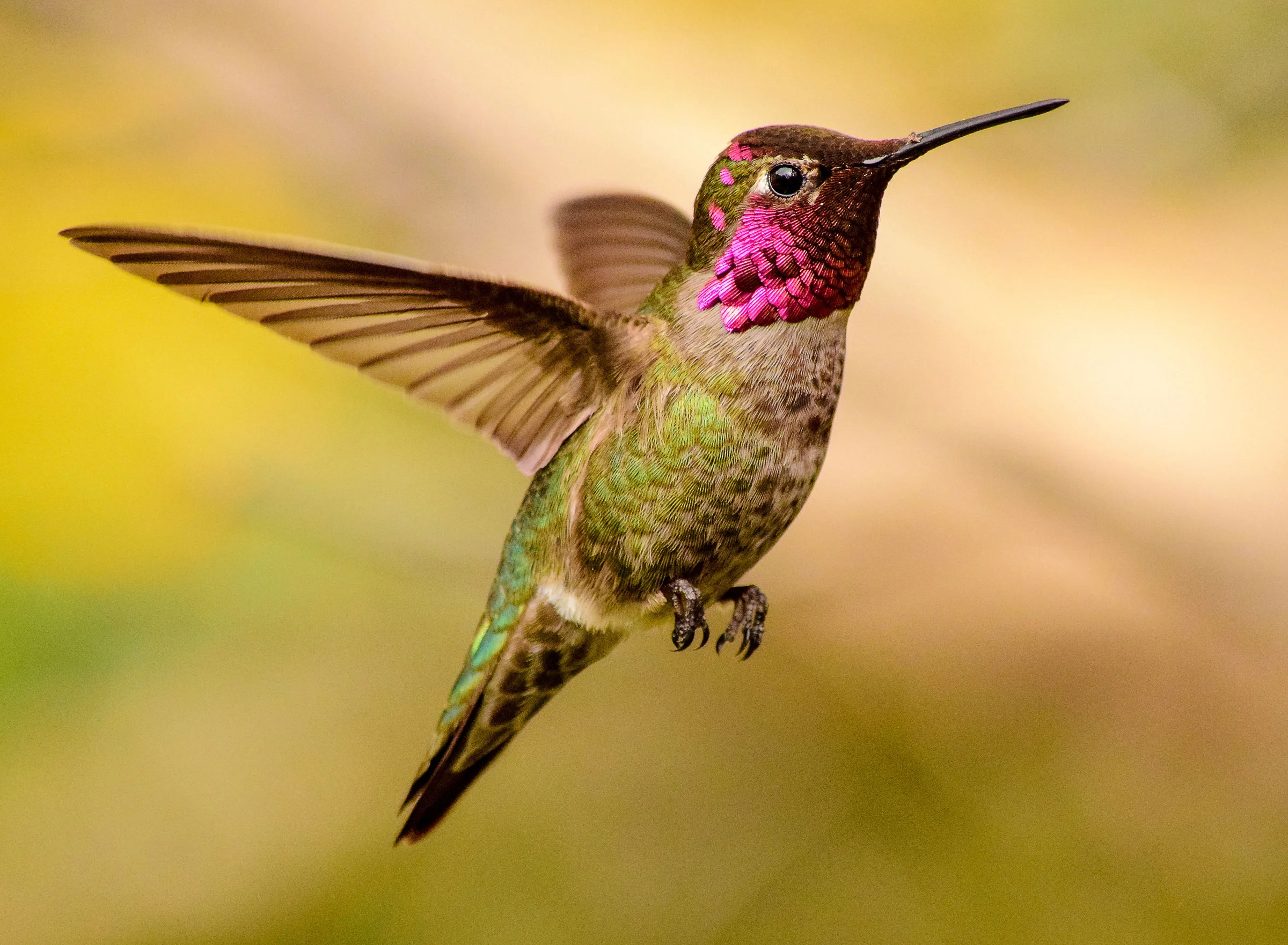 How Hummingbirds Fly Through Spaces too Narrow for their Wings