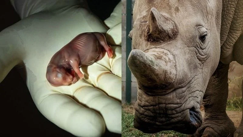 World’s First IVF Rhino Pregnancy.