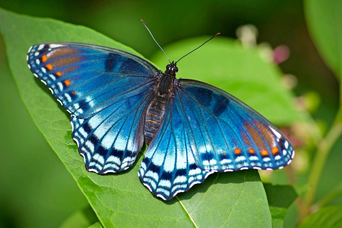 The Vibrant Colors of a Butterfly’s Wings