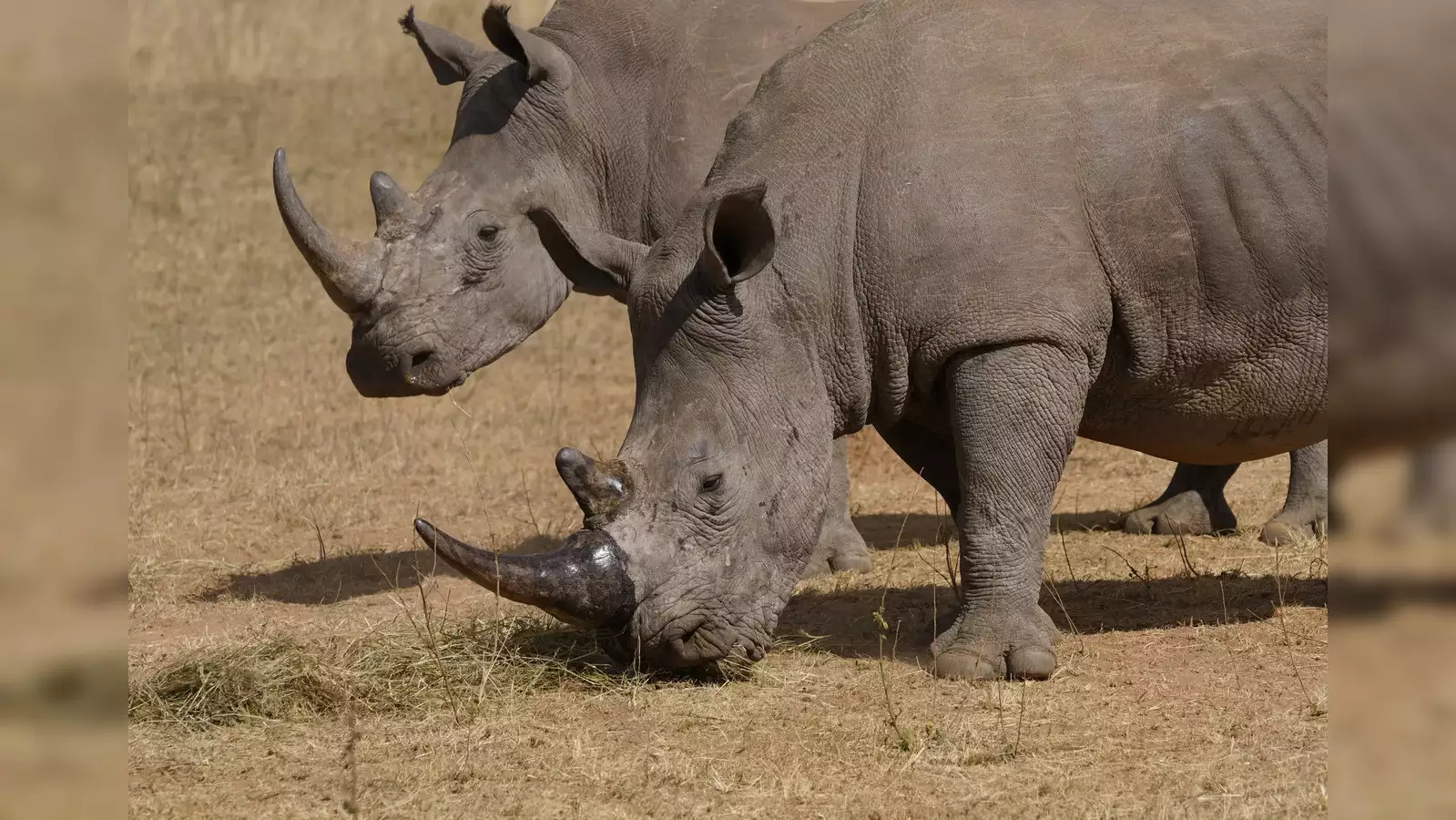 Radioactive Rhino Horns Prevent Poaching